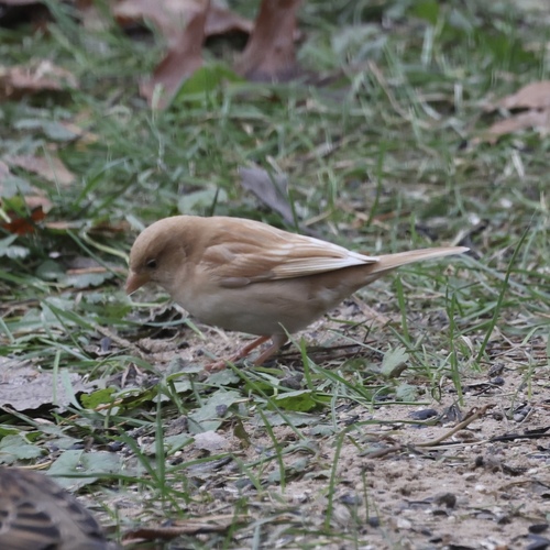 House Sparrow photographed in Michigan