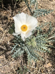 Argemone pleiacantha