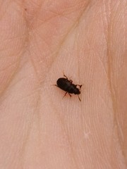 Macrohydnobius