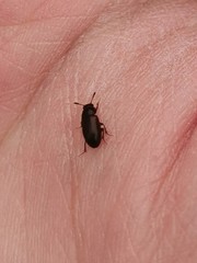 Macrohydnobius