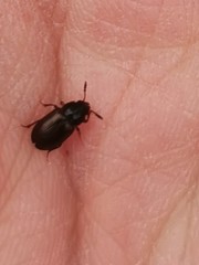 Macrohydnobius