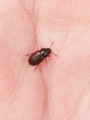 Macrohydnobius