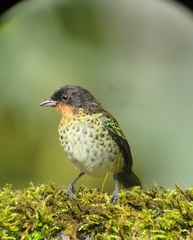 Ixothraupis rufigula