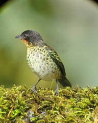 Ixothraupis rufigula