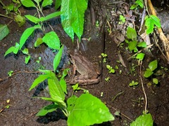 Wijayarana masonii