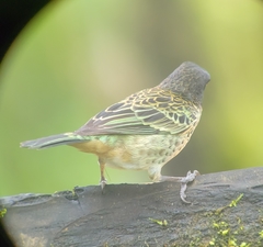 Ixothraupis rufigula