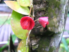 Aeschynanthus hians