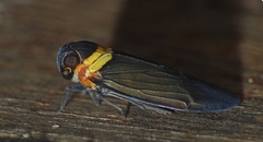 Plectoderes collaris