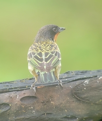 Ixothraupis rufigula