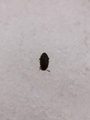 Macrohydnobius