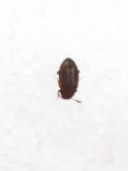 Macrohydnobius