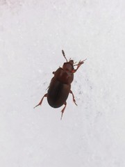 Macrohydnobius