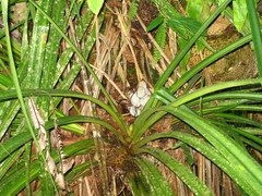 Pandanaceae