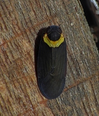 Plectoderes collaris