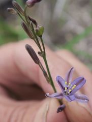 Caesia parviflora vittata