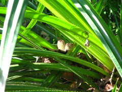 Pandanaceae