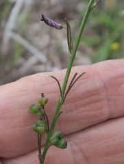 Caesia parviflora vittata