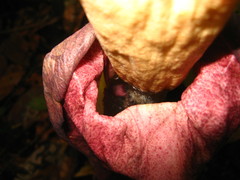 Amorphophallus hewittii