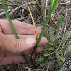 Caesia parviflora vittata