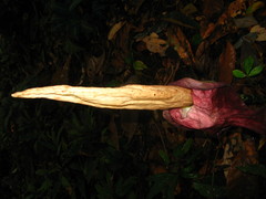Amorphophallus hewittii