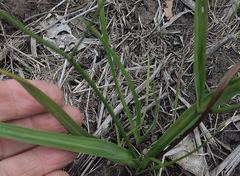 Caesia parviflora vittata