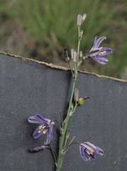 Caesia parviflora vittata