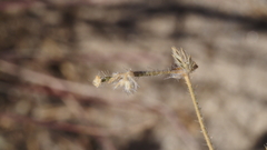 Kallstroemia californica