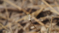 Kallstroemia californica