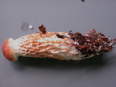 Austroboletus rostrupii