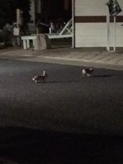 Sylvilagus audubonii