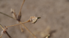 Kallstroemia californica