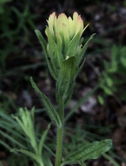 Castilleja wightii