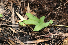 Muehlenbeckia gracillima