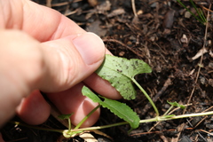 Muehlenbeckia gracillima