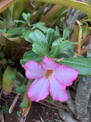 Neriinae
