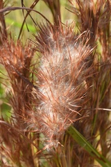Andropogon tenuispatheus