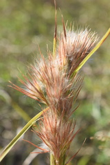 Andropogon tenuispatheus