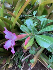 Neriinae