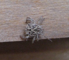 Amblyomma cajennense