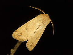 Orthosia lizetta