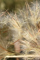 Andropogon tenuispatheus