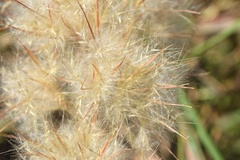 Andropogon tenuispatheus