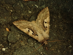 Perigrapha hoenei