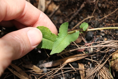 Muehlenbeckia gracillima