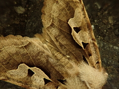 Perigrapha hoenei