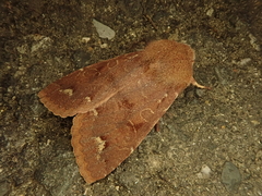 Orthosia odiosa