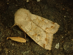 Orthosia evanida