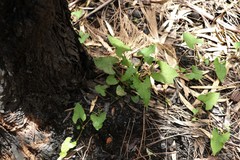 Muehlenbeckia gracillima
