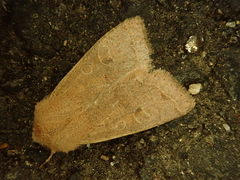 Anorthoa angustipennis