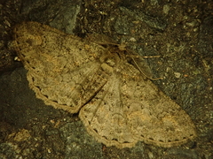 Cleora leucophaea
